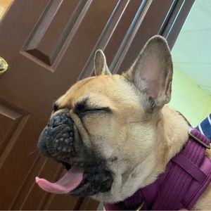 Meet your Posher, Abigail